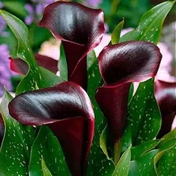 Mphmi Seedless Plant Plants Calla Lily (Red, Balck) - Bulbs-image-35