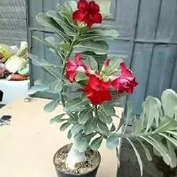 Bonsai Air Layered Adenium/Desert Roses Live Flower Plant,1 Healthy Live Decorative Flowering Plant, Height in Nursery Grow Bag for Home Garden-image-36