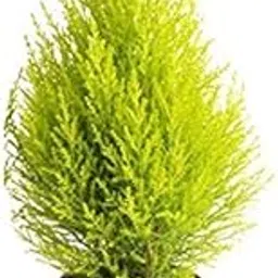Plants Point Golden Cypress Plant | Air Purifying Green Live Indoor Plants-picture-44