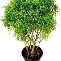 PlanataZee Indoor Live Plants for Home Decor with Pot -Aralia Plant (outdoor Plant) 1Helthey live plant with pot-picture-17