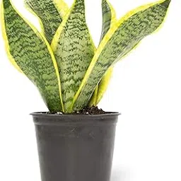 Polygon Green Live Snake Plant | Air Purifying Sansevieria | Low Maintenance Indoor Plant for Home, Office & Bedroom | Fully Rooted Succulent | Best Vastu & Feng Shui Plant | Easy Care & Gifting-image-47