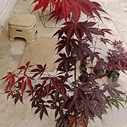 Sikkim Flora Red Maple Live Plant Healthy Japanese Bloodgood Red Maple Plant best choice in Plants World Glory Mark of your garden with its Stunning Red Leaf enlights your home makes you stress free-image-73