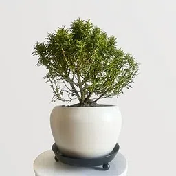 Natural plants for home decor live plant indoor,Kamini plant (Pack of 2)-picture-22