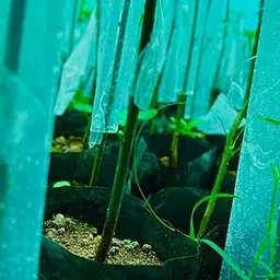 PRUTHAA Grafting Cover 2 x 10 Inch Pack of 2000 Transparent Plant Film for Grafting and Propagation-picture-21