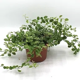 Mphmi Live Plants Nursery Garden Ficus pumila variegated, Creeping fig variegated - Plant-image-18