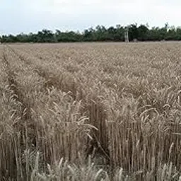 10 KG.- DG 09 Israel Wheat Grass Seeds - High Yield Seeds - Pack of 10 Kilograms.-picture-32