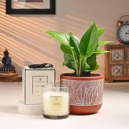 FlowerAura Air Purify Live Indoor Money Plant In Natural Terracotta (Mitti) Pot With Scented Candle For Living Room, Balcony, Bedroom, Home/Office Decor, Birthday Gift, Diwali Gift (Same Day Delivery)-image-35