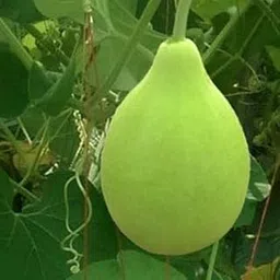 Golden Hills Farm Hybrid Round bottle gourd F1 40+ seeds-image-11