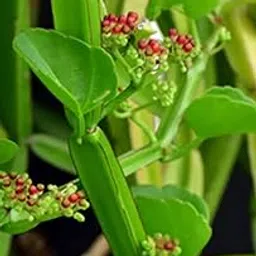 HADJOD PLANTLIVE PIRANDAI PLANT USEFUL MADICINAL PLANT FOR BONE HEALING AND PAIN RELIEVING LIVE PLANT(AB ENTERPRISES) with grow bag.-picture-30