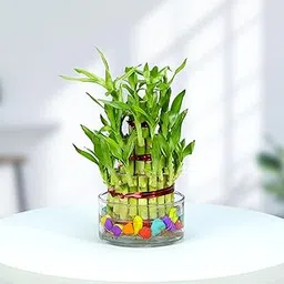 Urban Plant Lucky Bamboo Plant 3 layer with Glass Jar for Living Room & Kitchen – Perfect Green Companion for Prosperity, Harmony & Good Luck-picture-29