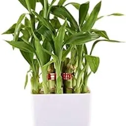 Lucky Bamboo Plant in White Ceramic Pot, Live Plant With soil This live indoor plant brings a touch of serenity and positive energy to any room perfect for bringing natural beauty to any indoor space-picture-26