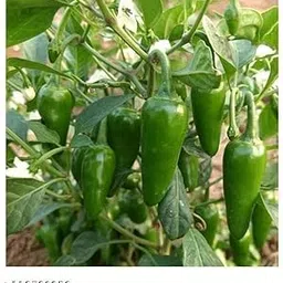 generic Desi Teekha Mirchi/Chilli seeds for Planting 100% Organic Seeds | 55 seeds per pack-picture-13