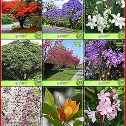 Creative Farmer Gardening Seeds Combo Flower Tree & Tree Seeds : Jacaranda, Gulmohar, Murrayya Exotica, Coco Tamarind, Prunus Puddum, Champak, Pigeon Berry, Cassia Javanica, Karavira Fruit Seeds For Home Garden-picture-57