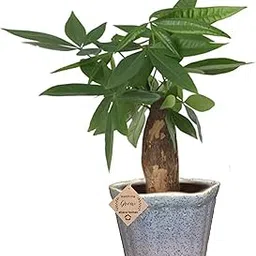 Bonsai Live Plant for Home Decor Pachira Bonsai Tree Money Tree in Ceramic Bonsai Pot image 1