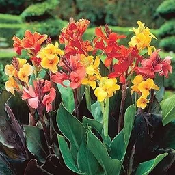Plantogallery Canna Lily Multicolor Flower Bulbs (1pc)-image-10
