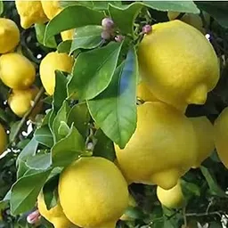 Imported Fruit Plant – High Yield & Early Fruiting Variety | Outdoor Fruit Plant for Terrace, Balcony & Home Garden (Meyer lemon Plant)-picture-33