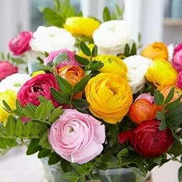 LIVE GREEN Ranunculus Multicolor Double Flower Bulbs - Pack of 5 Bulbs, (LIVE-BULB01)-image-49