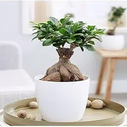 AVIKGARDEN Lucky Banyan Plant, Malayan Laurel Ficus, Curtain Fig Tree, Banyan Indian, Marri, Baniyana baragad, Paniyan Banyan, Ficus Long, Island Mini, Chaina Bot Banyan, Old Bonsai Live Plant-picture-16