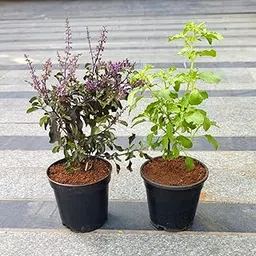 Paudha store Set of 2 Live Herbal Real Ayurvedic Rama Tulsi Krishna Tulsi Plant Holy Basil Ocimum Tenuiflorum Sacred Herb Tulasi Medicinal Culinary Green With Pot-picture-10