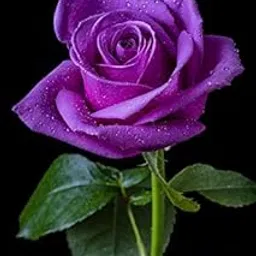 Royal Paradise Garden"Purple Violet" Rose Flower Plant Home Garden Plant 1 Grafted Rose Live Plant-picture-28
