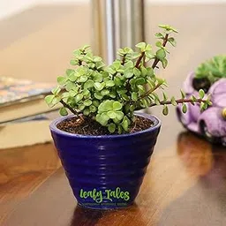 Leafy Tales Button Jade Live Plant in Blue Ceramic Conical Pot-picture-30