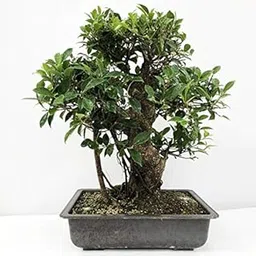 SHOP 360 GARDEN Bonsai Suitable Seeds - Ficus Retusa, Tiger Bark Ficus Seeds For Planting - Pack of 5 Grams Seeds-picture-24