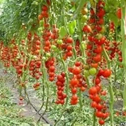 Golden Hills Farm Hybrid Indian Climbing Tomato Seeds 300 seeds-image-2