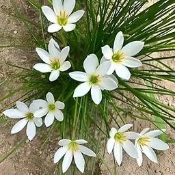 5 Pices Rain Lily Indoor Plant Bulbs, Pink and White Flowering, 25-30 cm Height for Home and Office-picture-25
