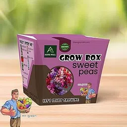 AGRO MILL ORGANIC SWEET PEAS FLOWER GROW BOX/KIT | INCLUDES LARGE POT,POTTING MIX,SEEDS,SCRAPER TOOL,ROOT-O-SHOOT,PLANT NUTRIFIER,BUG DETERRENCE POWDER,PERFECT FOR HOME KITCHEN GARDEN & GIFTS-image-59