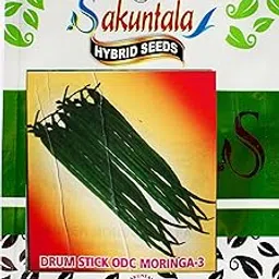 Fresh Drumstick Moringa Saijan ki Phalli Sojne Seeds for Home Gardens Farms | Summer Season Vegetable Seeds | Gardening Vegetable Seeds | Hybrid Seeds (29+ seeds per packet)-picture-18