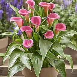Live Pink Peace Lily Plant | Air-Purifying Indoor & Outdoor Variety with Pot | Low Maintenance Flowering Plant for Home, Office & Desk Décor | Pack of 1-picture-13