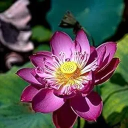GO GREEN Lotus plant LIANG LI MICRO LOTUS Organic Water Lilies Lotus Bowl Aquatic Plants Flower Easy from tuber, Bonsai Planting Pond Indoor Outdoor Decor (Ranee Red)-picture-34