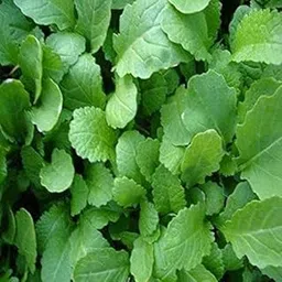 Sarso Saag / Mustard Leaves Seeds For Winter Season Home Gardening (50 Seeds Per Packet)-image-29