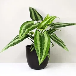 Neethu's Mart | Schismatoglottis Wallichii | Drop Tongue Plant | Indoor Tropical Plant for Home & Office Decor-image-91