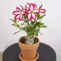 Bonsai plants for home indoor live real,Adenium bonsai plant (Pack of 2 With Pot)-image-11