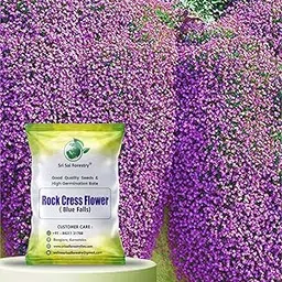 Rock Cress Cascade Purple Ground Cover Flower Seeds (Blue Flowers, For Home Garden, Terrace, Balcony, All Season India, Home Decoration)-picture-15