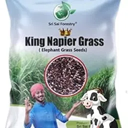 SRI SAI FORESTRY Napier Grass Seeds (Pack of 1000), King Grass, Elephant Grass Seed for Goat and Cow-image-13