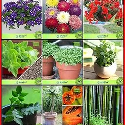 Creative Farmer Seeds For Gardening Combo Flower Seeds & Fruit : Curry Tree, Papaya, Small Bamboo, Lemon Basil, Cress Common, Mint, Verbena- Blue, Aster Pomponent, Begonia Kitchen Garden Pack-image-1