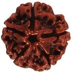 Rudraksh 5 mukhi-picture-13