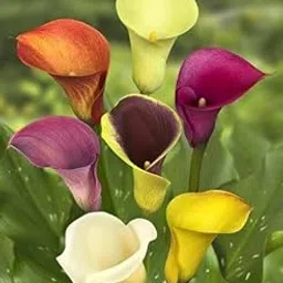 SVG® Flower Bulbs Imported Flower Bulbs Collections pack of 5 (calla lily mixed)-picture-24