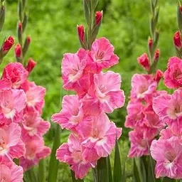 Mphmi Seedless Plant Flower Bulbs Plants Gladiolus Ariot (Pink, White) - Bulbs (set of 10)-picture-35