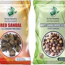 SRI SAI FORESTRY White Sandalwood & Red Sandalwood Tree Seeds Combo Pack (For Planting, Agriculture Lands)-image-3