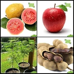 Creative Farmer All Season Seeds Combo Fruit : Psidium Guava, Apple, Murraya Koenigii, Sweet Tamarind Tree Seeds Fruit Seeds For Home Garden-picture-25