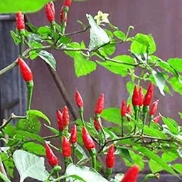 Golden Hills Farm Bird's Eye Chilli - Thai Chilli - Hottest Tiny Chilli Seeds - Pack of 100 seeds-image-27