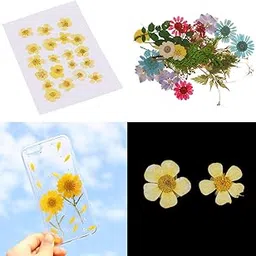 Enakshi® 50pcs Mixed Natural Pressed Dried Flowers Leaves Art Craft|Crafts | Home Arts & Crafts | Floral Crafts | Dried Botanicals & Potpourri | Dried Flowers-picture-14