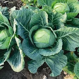 Green Cabbage (Patta Gobhee/Band Gobhi ke beej) Vegetable Seeds Pack Of 50 | Organic | for Planting in Home Kitchen Terrace Balcony Gardening-picture-31