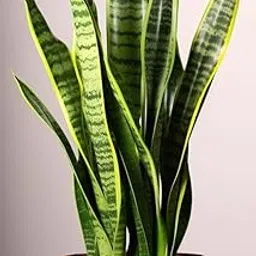 Live Snake Plant Sansevieria, Natural Air Purifier, Indoor Outdoor Plant, 25 cm Height, (With Plastic Pot), pack of 1, air purifier live plant-image-4