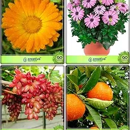 Creative Farmer Best Garden Seeds Combo Fruit : Grape, Orange, Pot Marigold, Osteopermum-Mix Flower Seeds Kitchen Garden Pack-picture-14