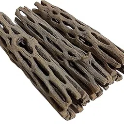 3 Pieces 4 inches Long Natural Cholla Wood for rium Decoration Shrimp Crab Pleco by SoShrimp-picture-28