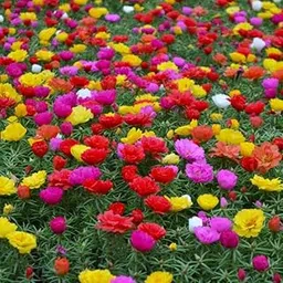 Portulaca Flower Seeds Mix, Fresh Colors for Gardens, Homes, Pink, Yellow, Red, Purple, White, Orange (100 Seeds)-picture-30